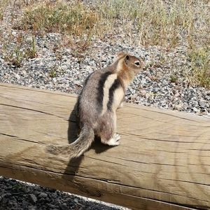 Meet your Posher, Twennygrams